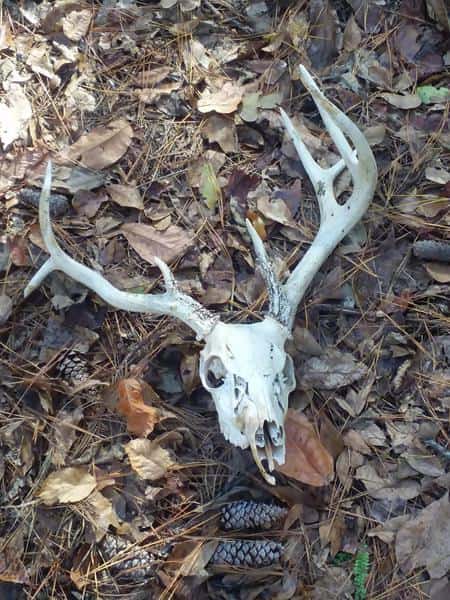 Reynolds Hunt