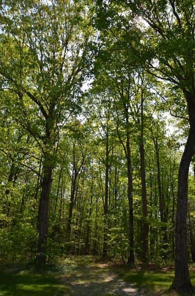 Brabrand Woodland