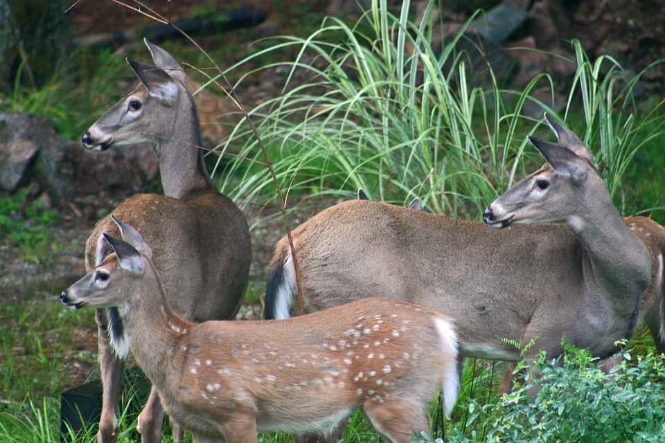 Great Falls Deer Hunt