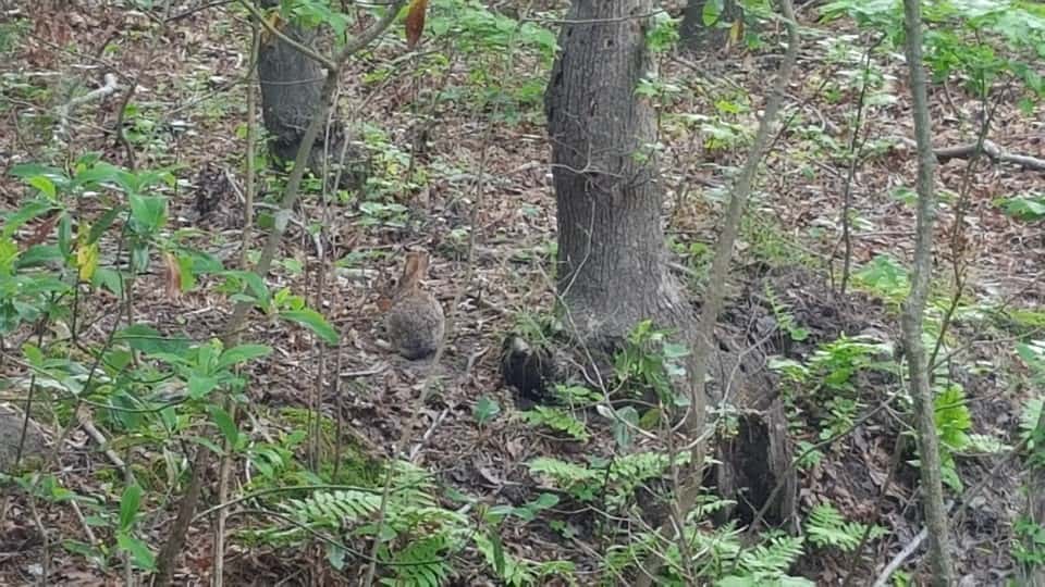 Deltaville Urban Archery Hunting & Primitive Camping