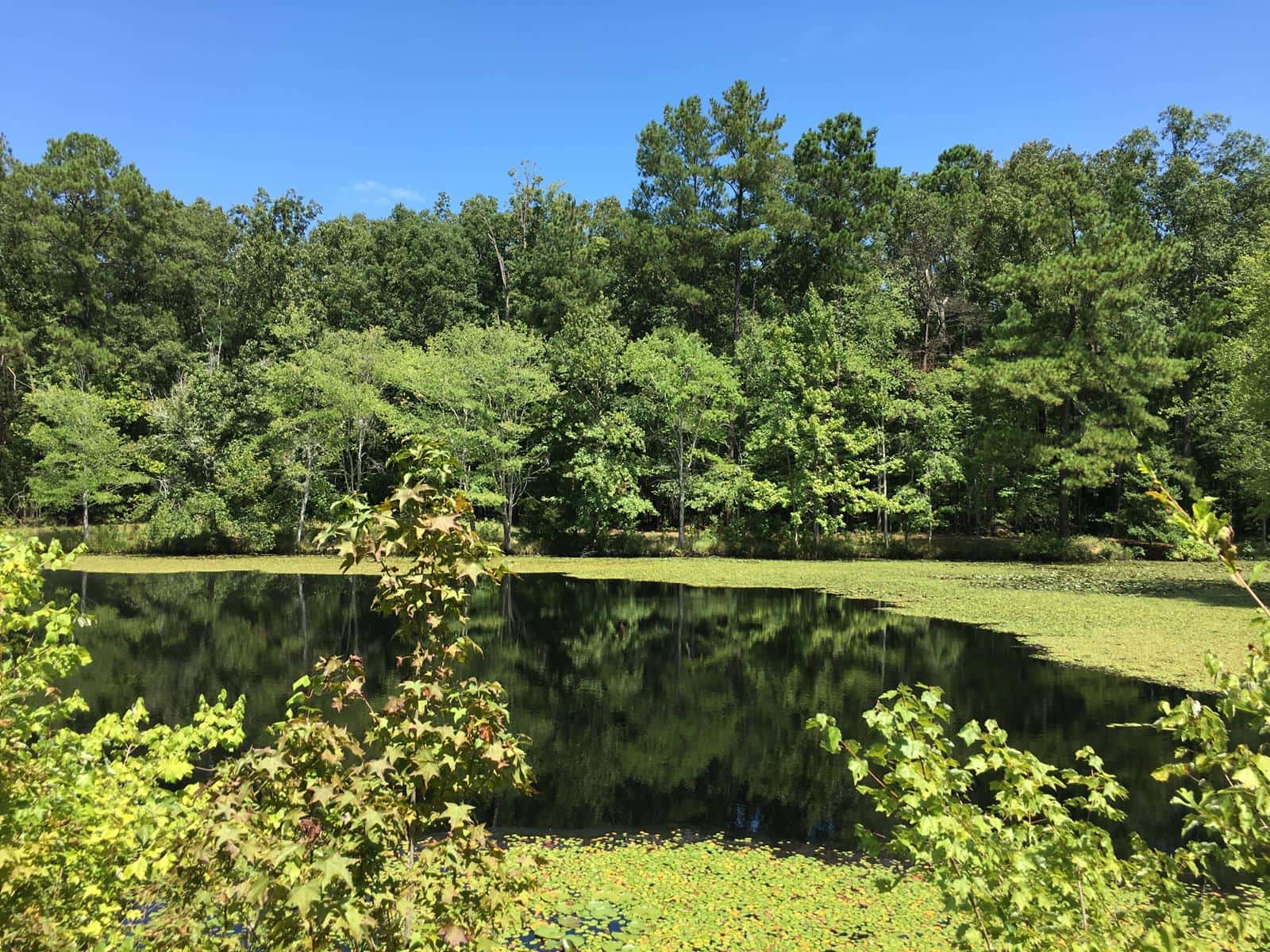 Sweet Gum Shores in Blythewood**