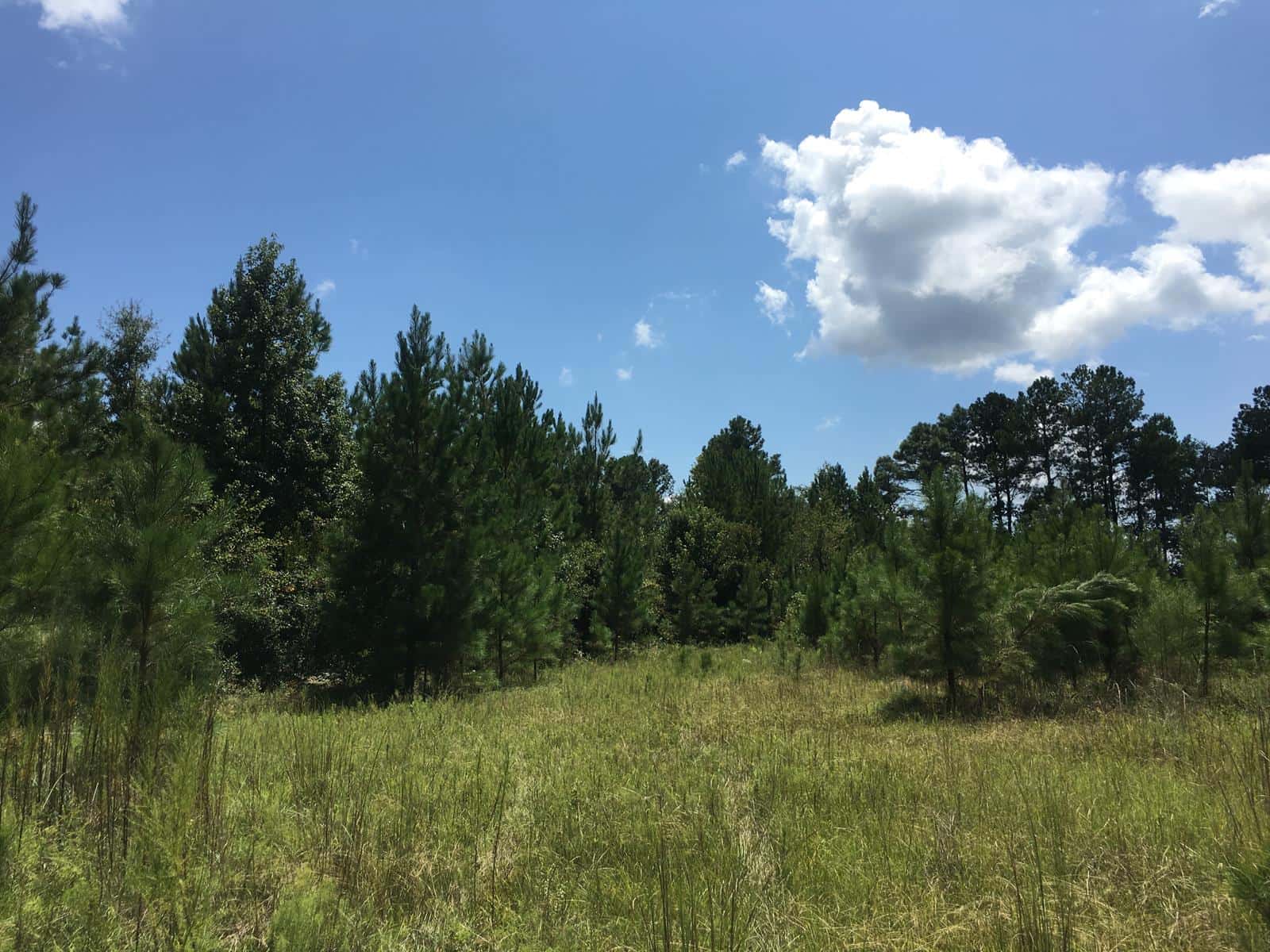 Greene Woods