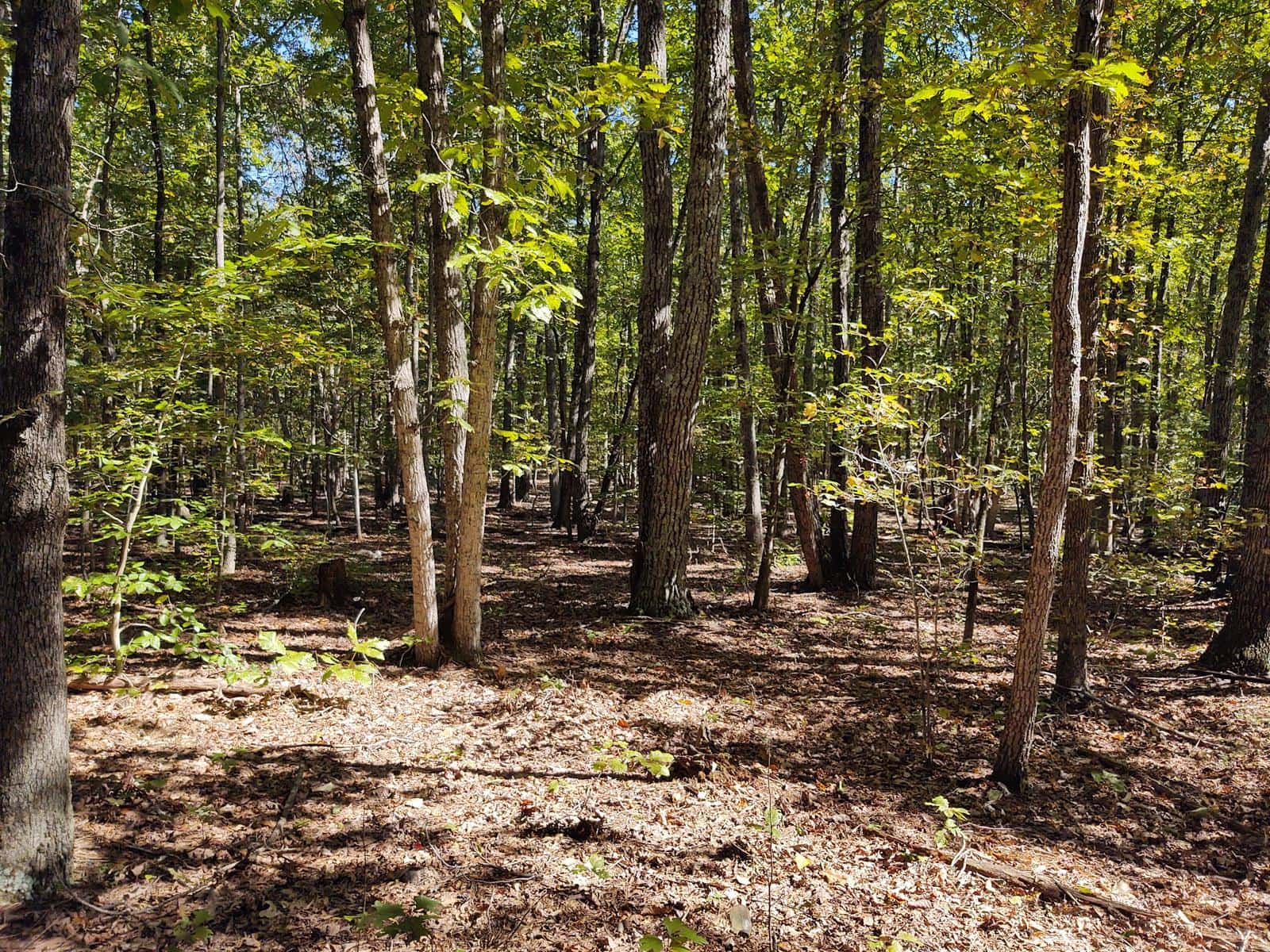 Shannon Hill Bowhunting