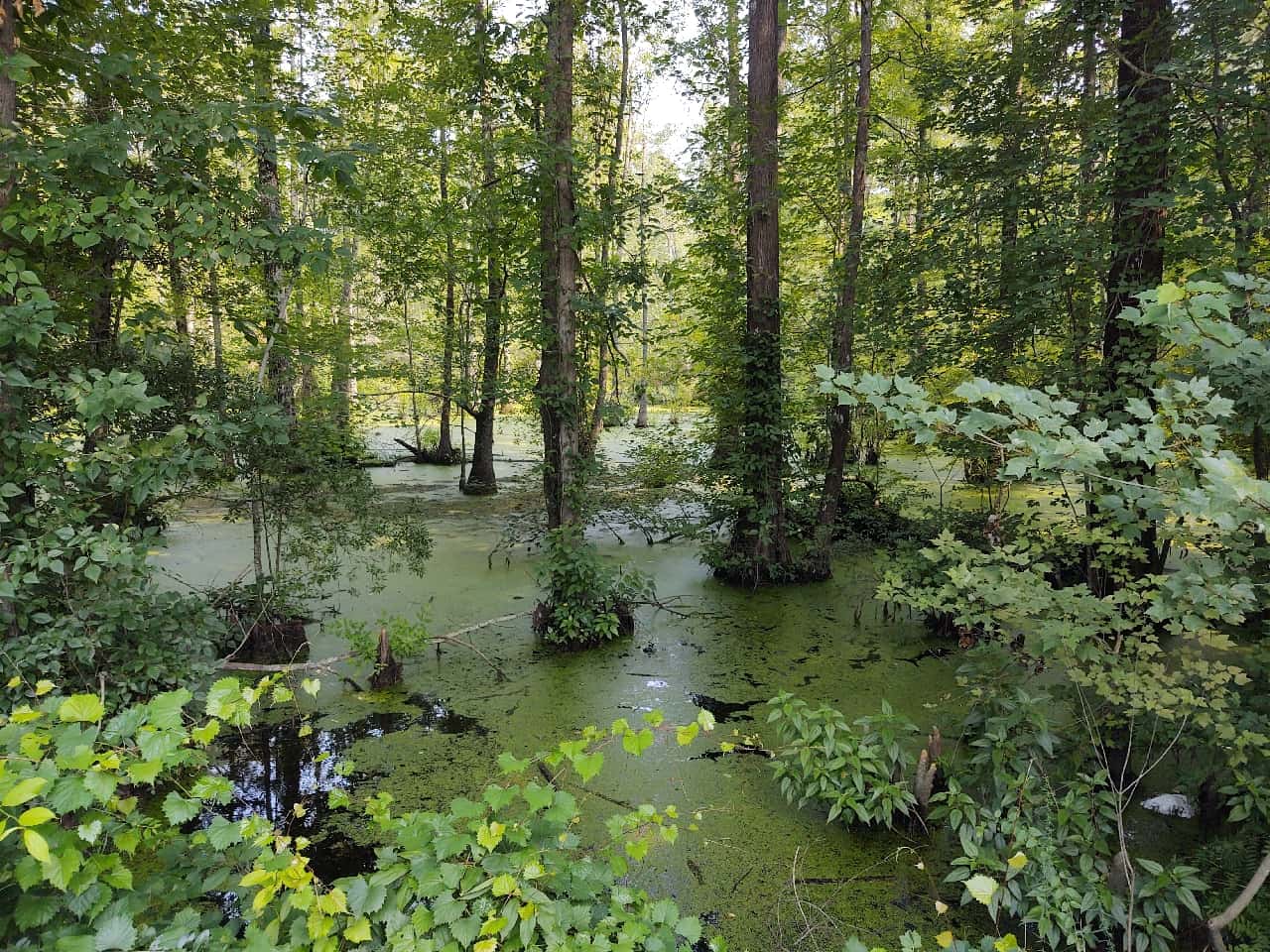 Watering Hole Swamp