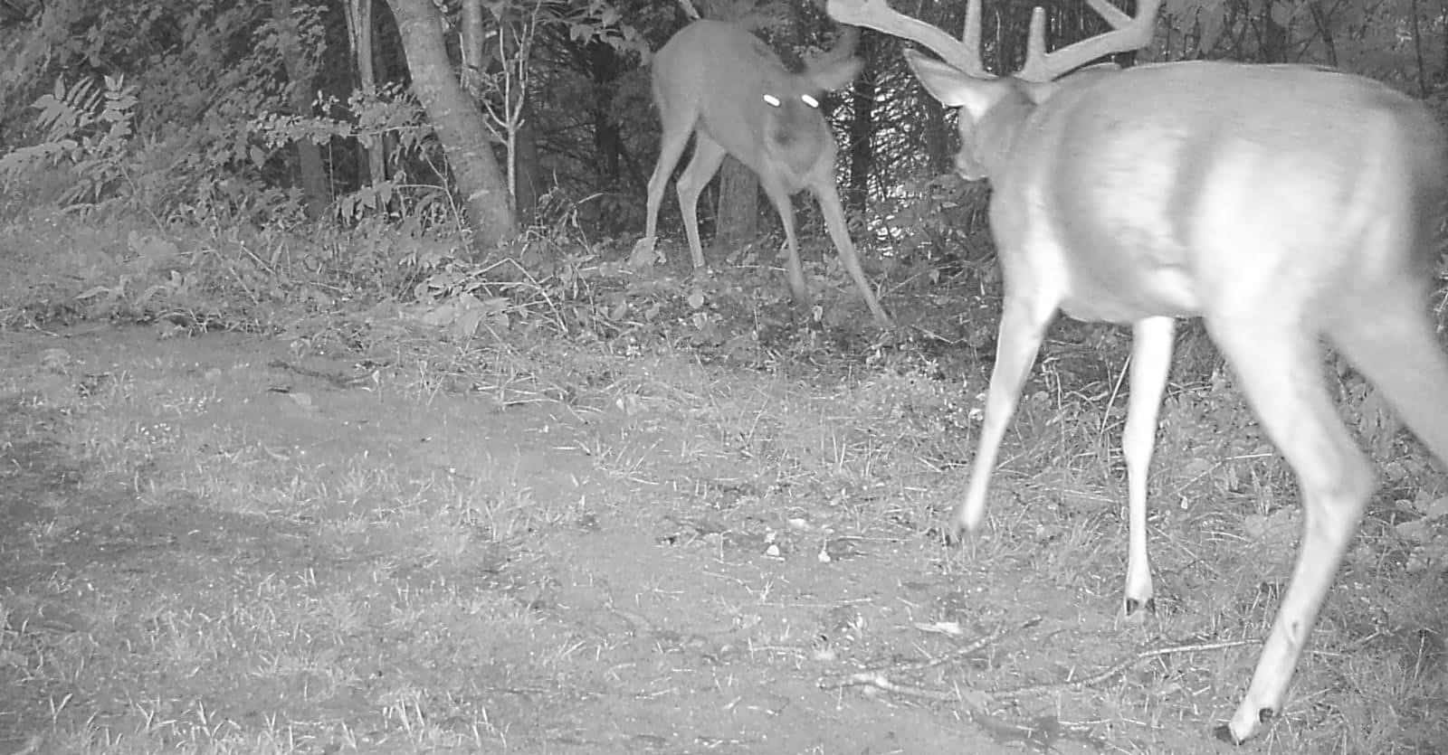 Taylor Farm 32 - Camping, Hunting, and Fishing
