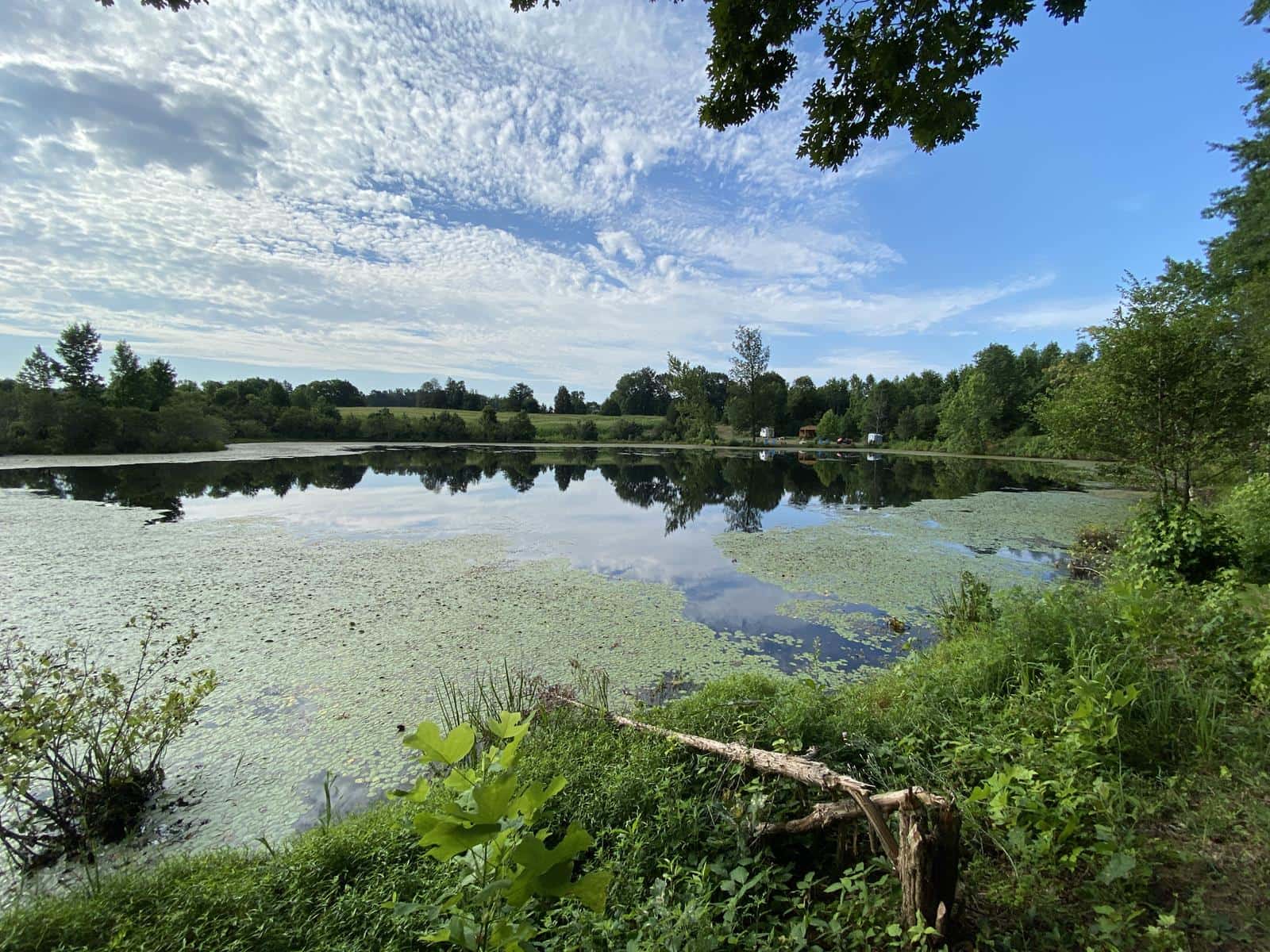 Taylor Farm - Duck Pond - Seasonal Waterfowl