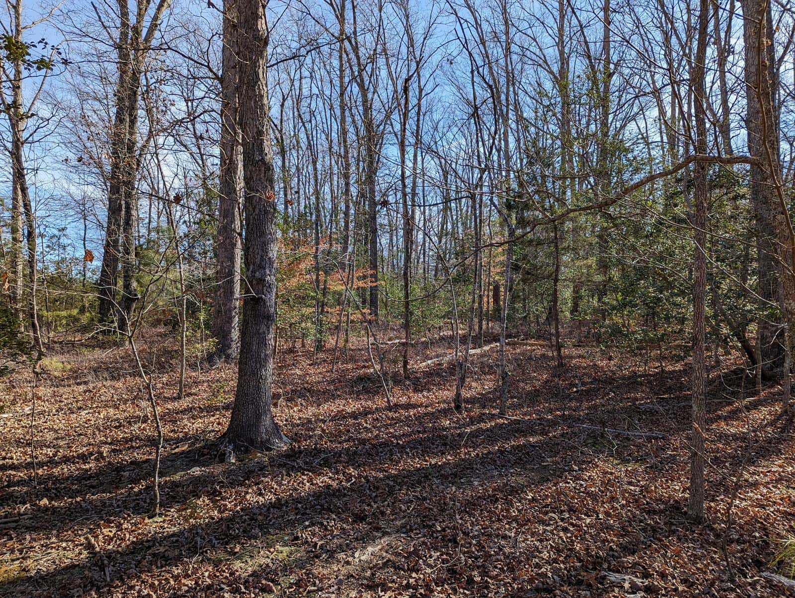 Hawkins Creek Hunting