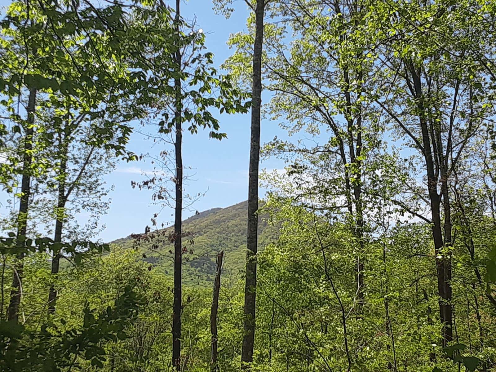 Poorhouse Hollow Mountain