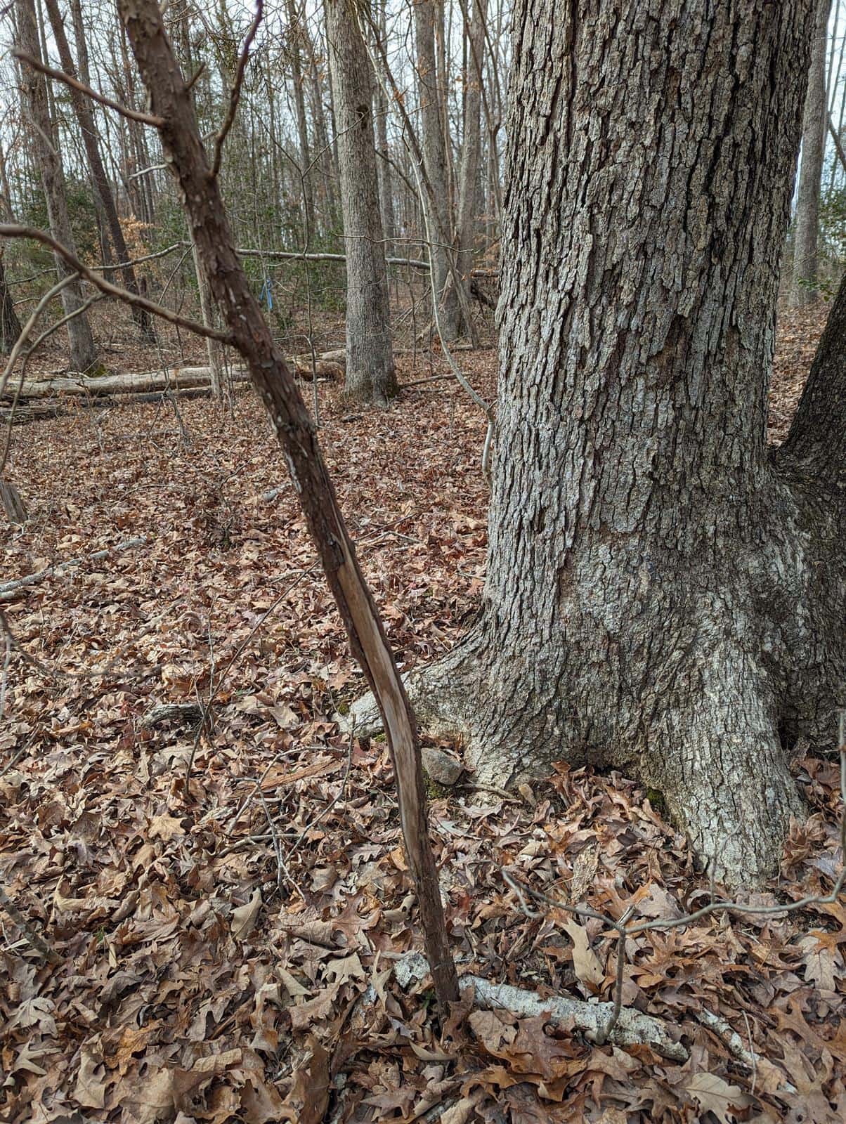 Archery Hunt