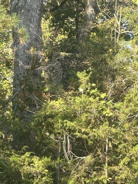 Whispering Pines - Stands and Blinds