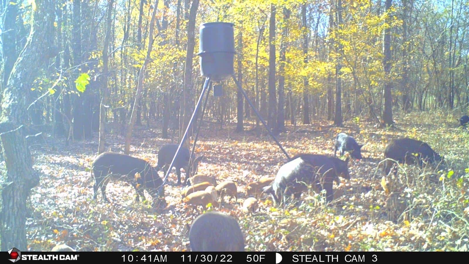 Hog Hunting in Kinta