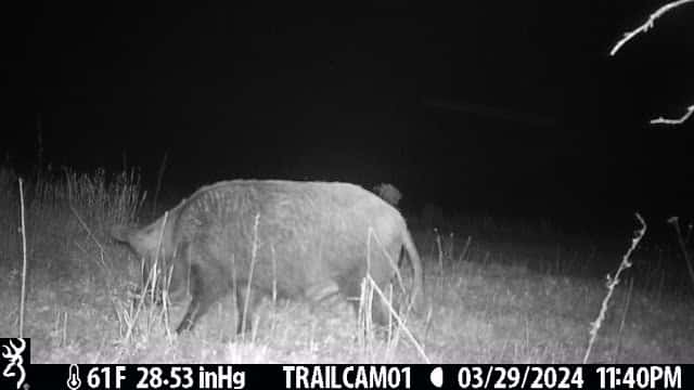 Rush Creek Hog Hunting