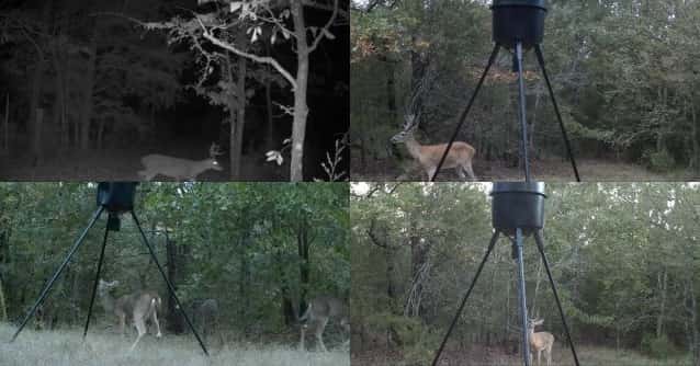 Eastern - Deer Hunting