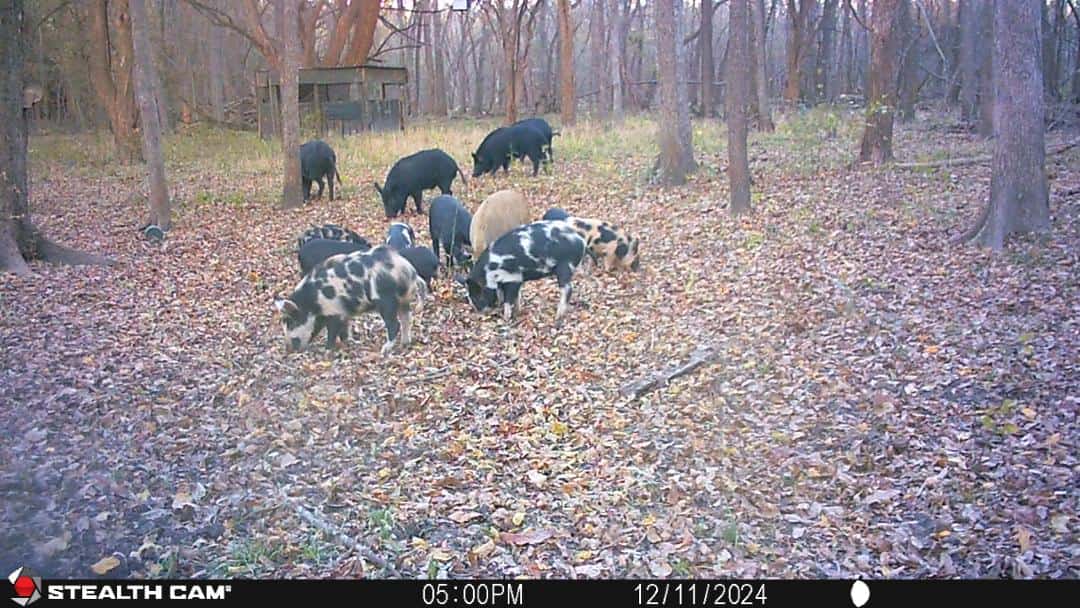 Caddo Creek Hunting