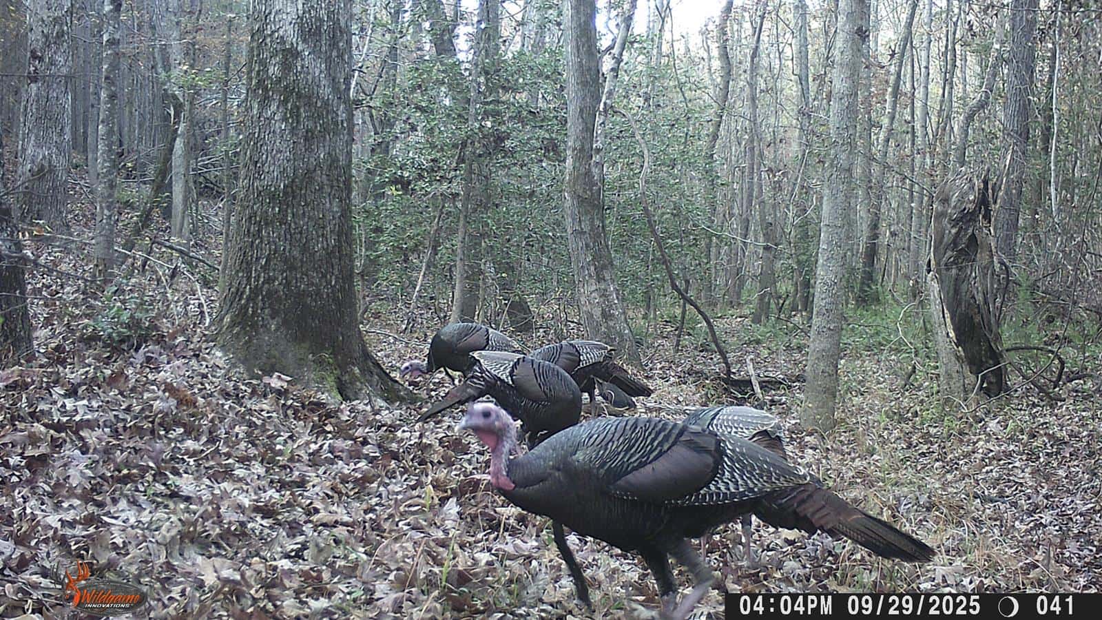 Eastern Turkey Hunt