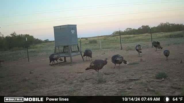 600 - Turkey Hunts