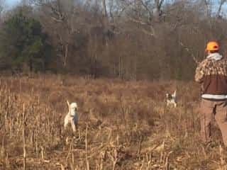 Oak Hill Wildlife Preserve - Bird Hunt *