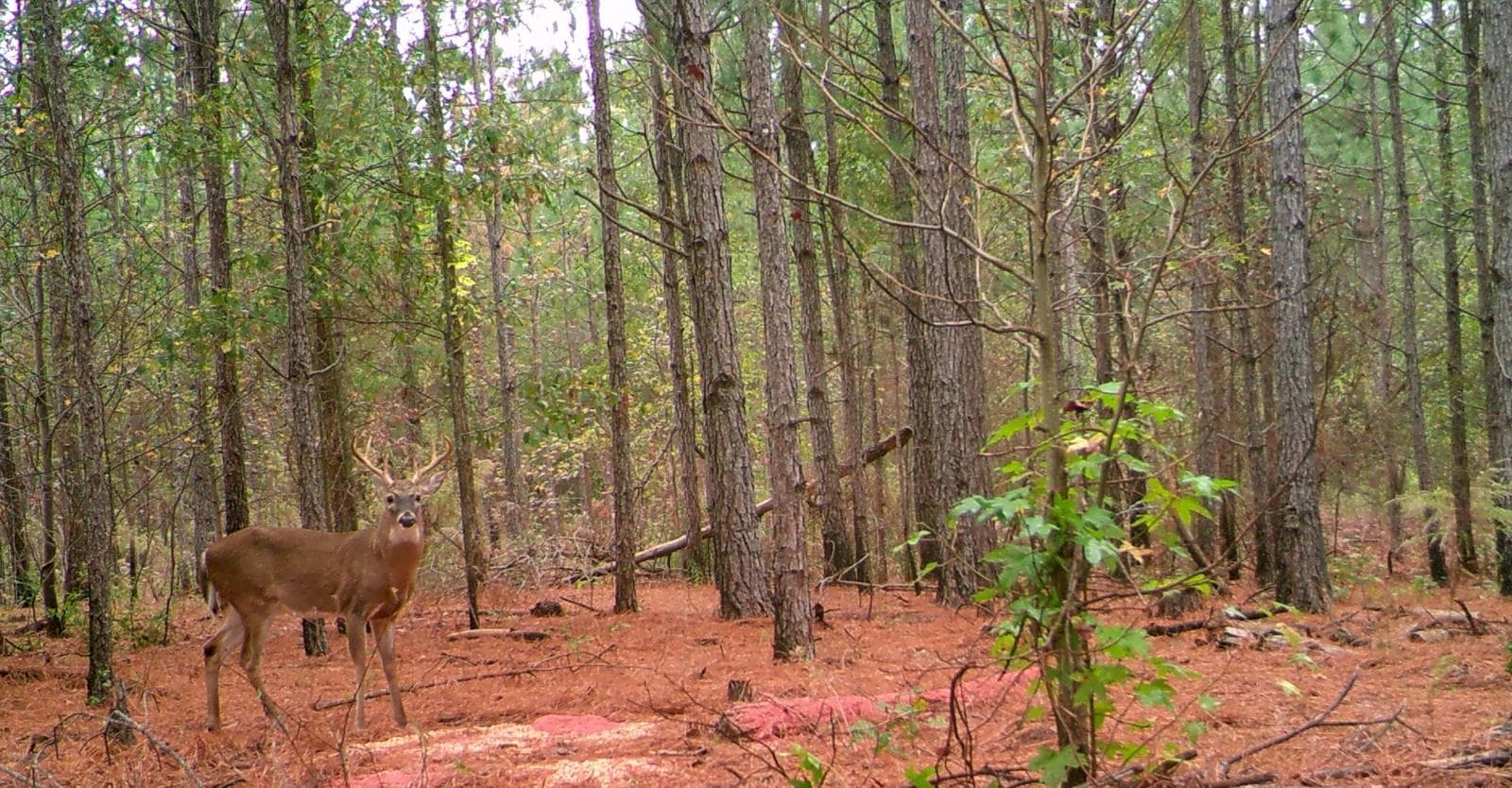 Bull's Eye McNeill - Photo 1