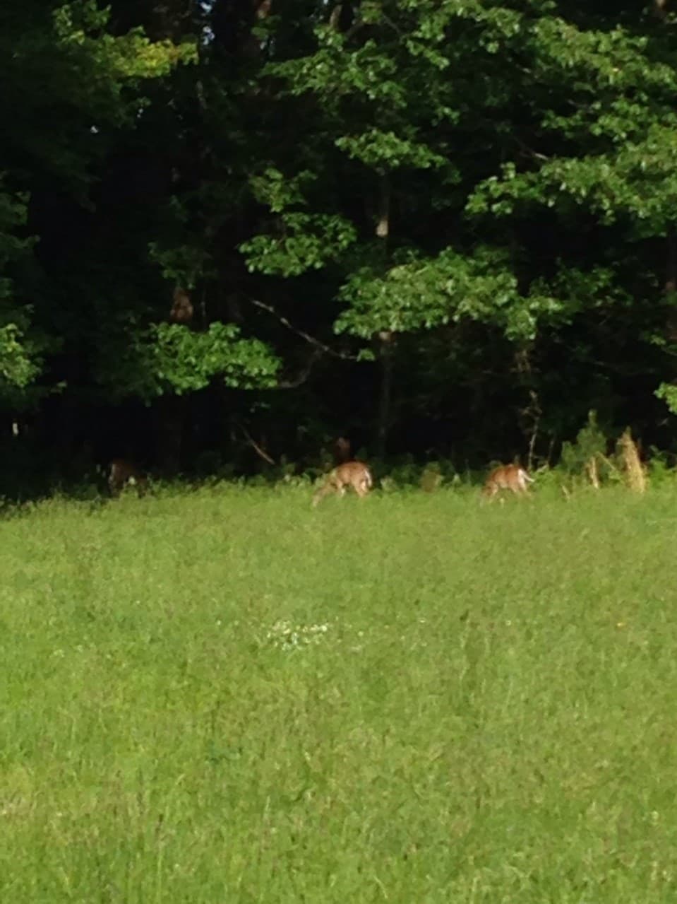 Deltaville Urban Archery Hunting & Primitive Camping - Photo 1