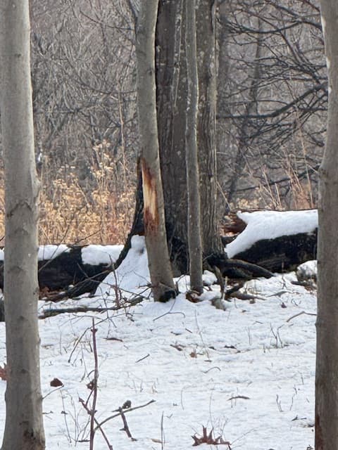 Turkey Mountain Woods - Photo 1