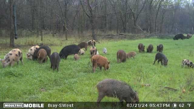 Rush Creek Hog Hunting  - Photo 1