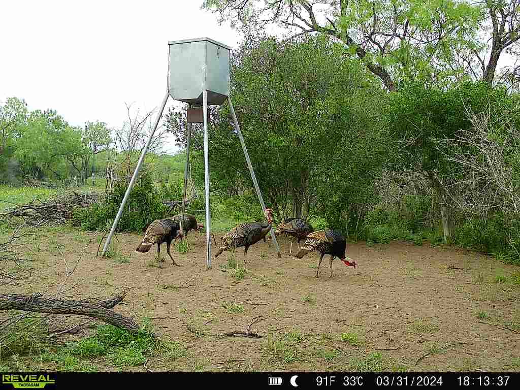 DGSP Ranch @ Ramirena Creek - Photo 1