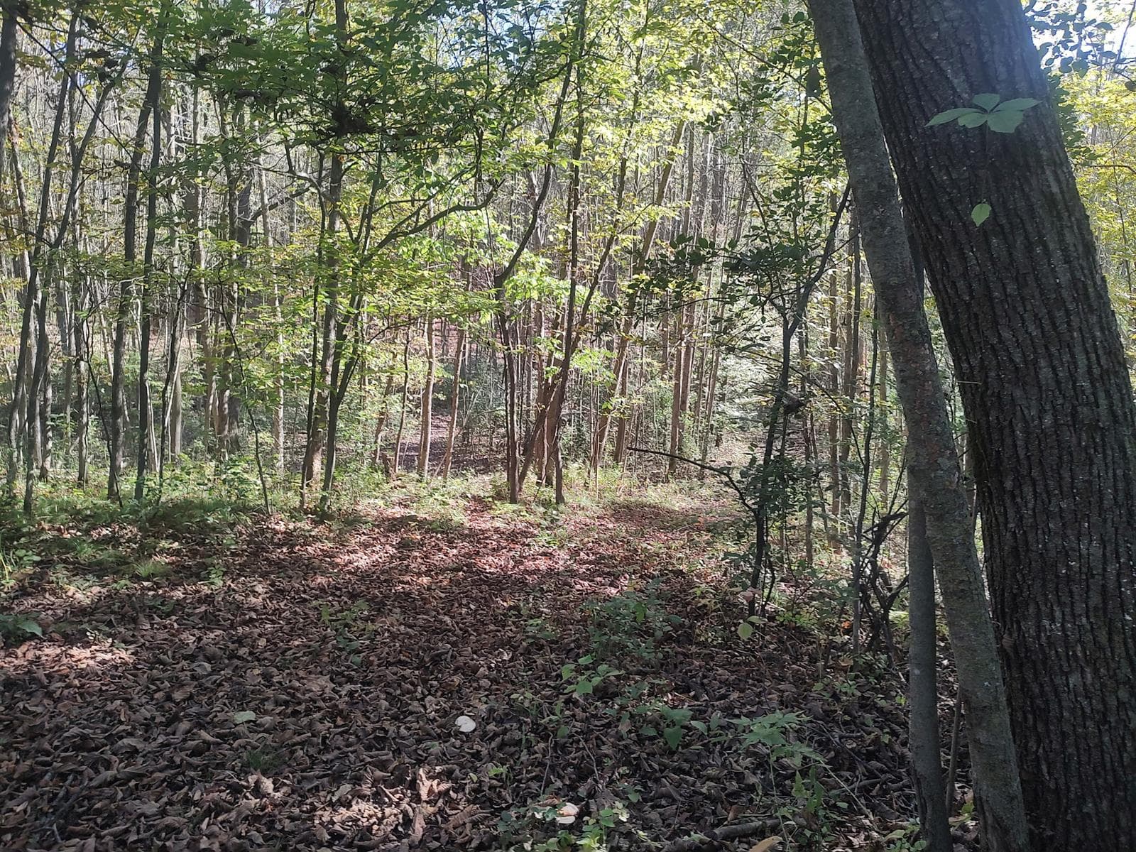 40 Acres Kanabec County Archery Hunting - Photo 1