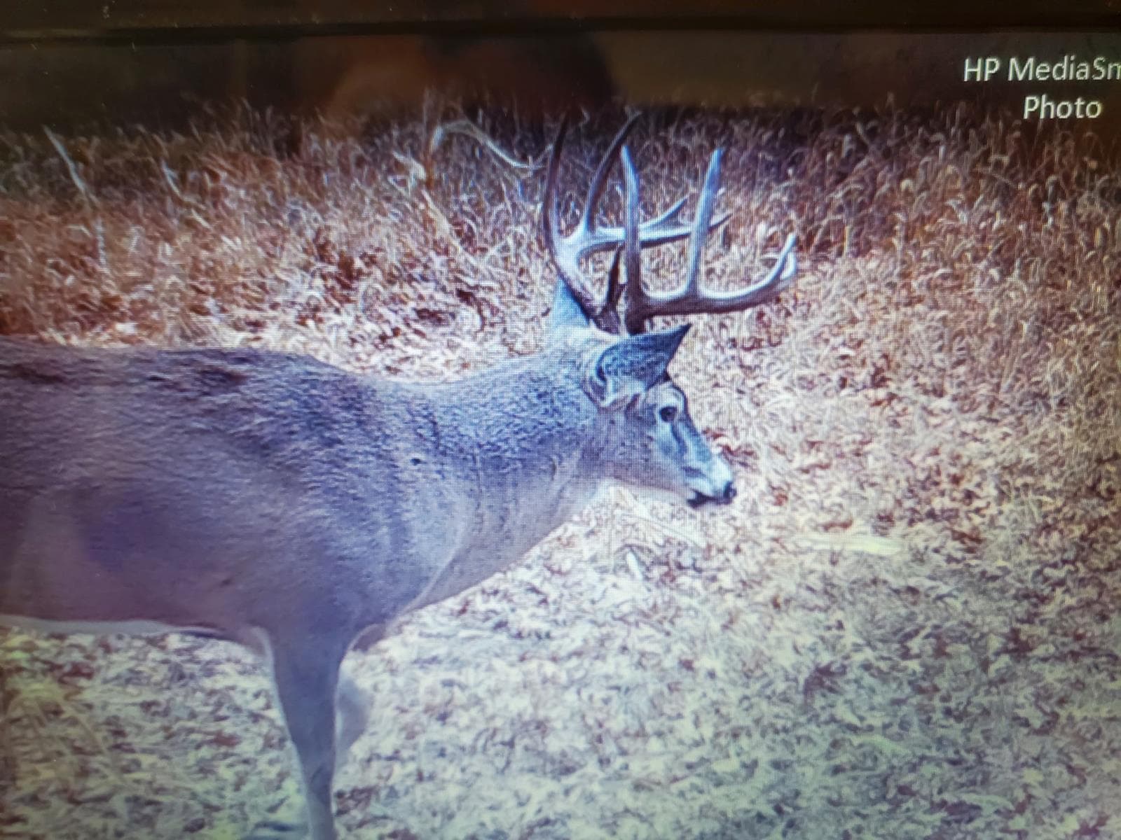 Adams County Guided Whitetail Hunt  - Photo 1