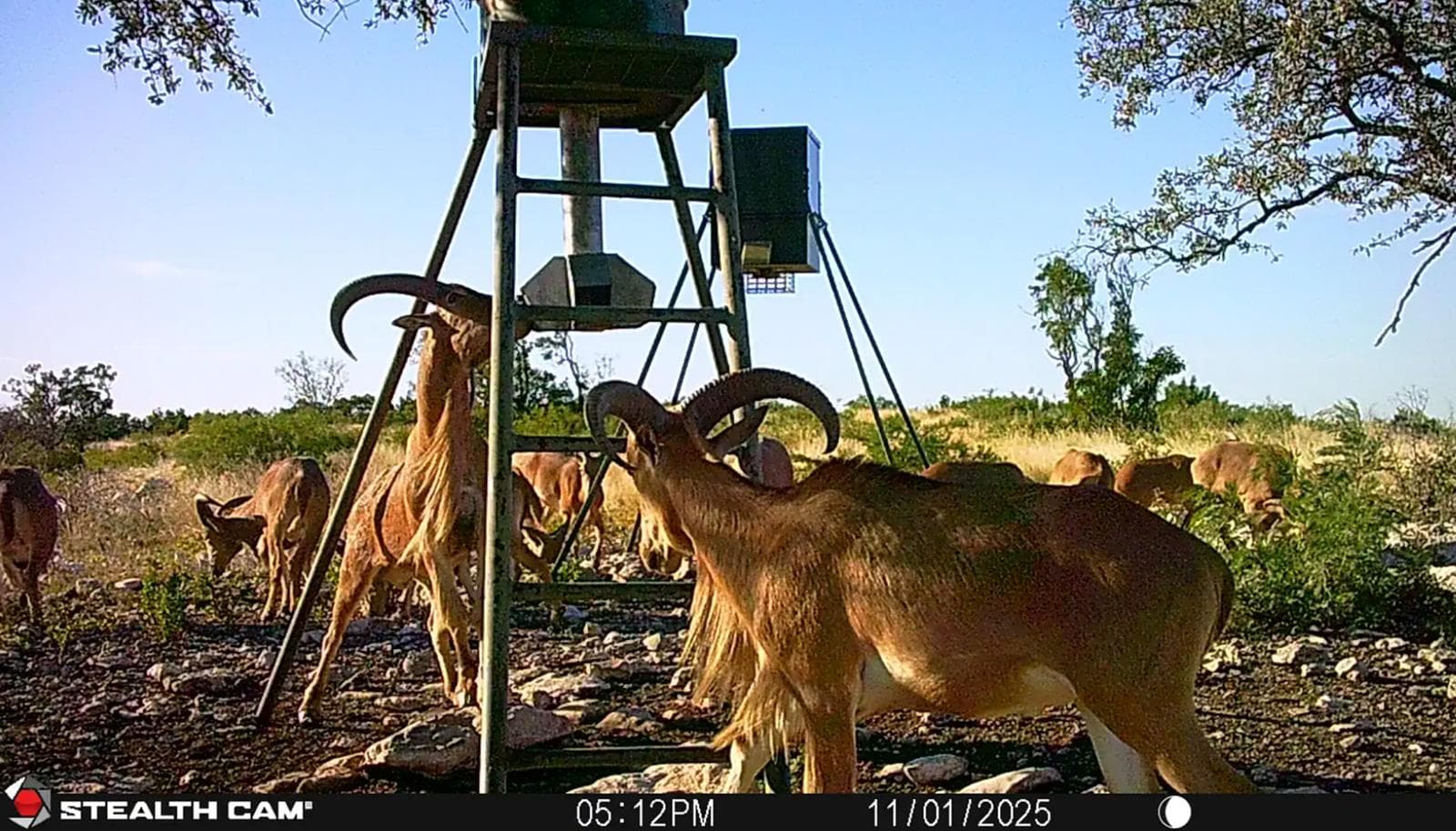 Edwards County 400 Acre Hunting - Photo 1