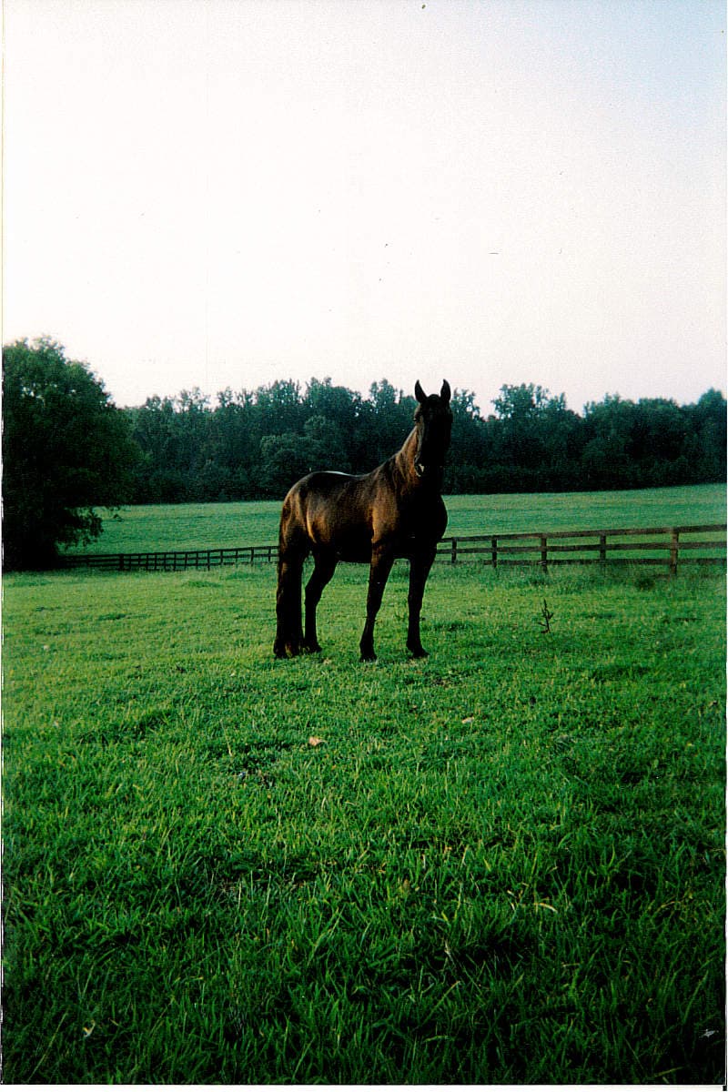 Horseshoe Farm Louisa - Relic Hunting* - Photo 1