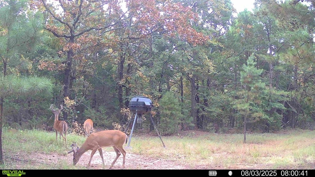 Eastern Oklahoma- Le Flore County Deer Hunting - Photo 1